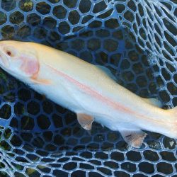 がら空きのフィッシングパーク高島の泉